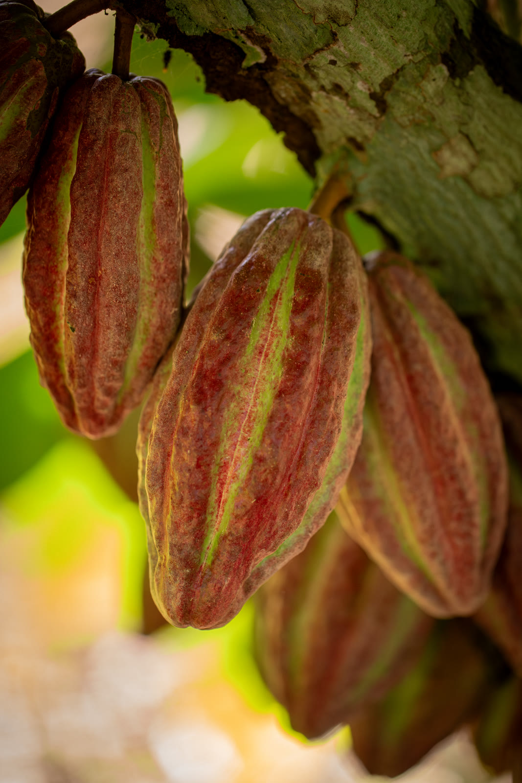 Herbal Cacao, Belice · Lachuá, Guatemala — fotografía 27 de 86, por Estudio Tul