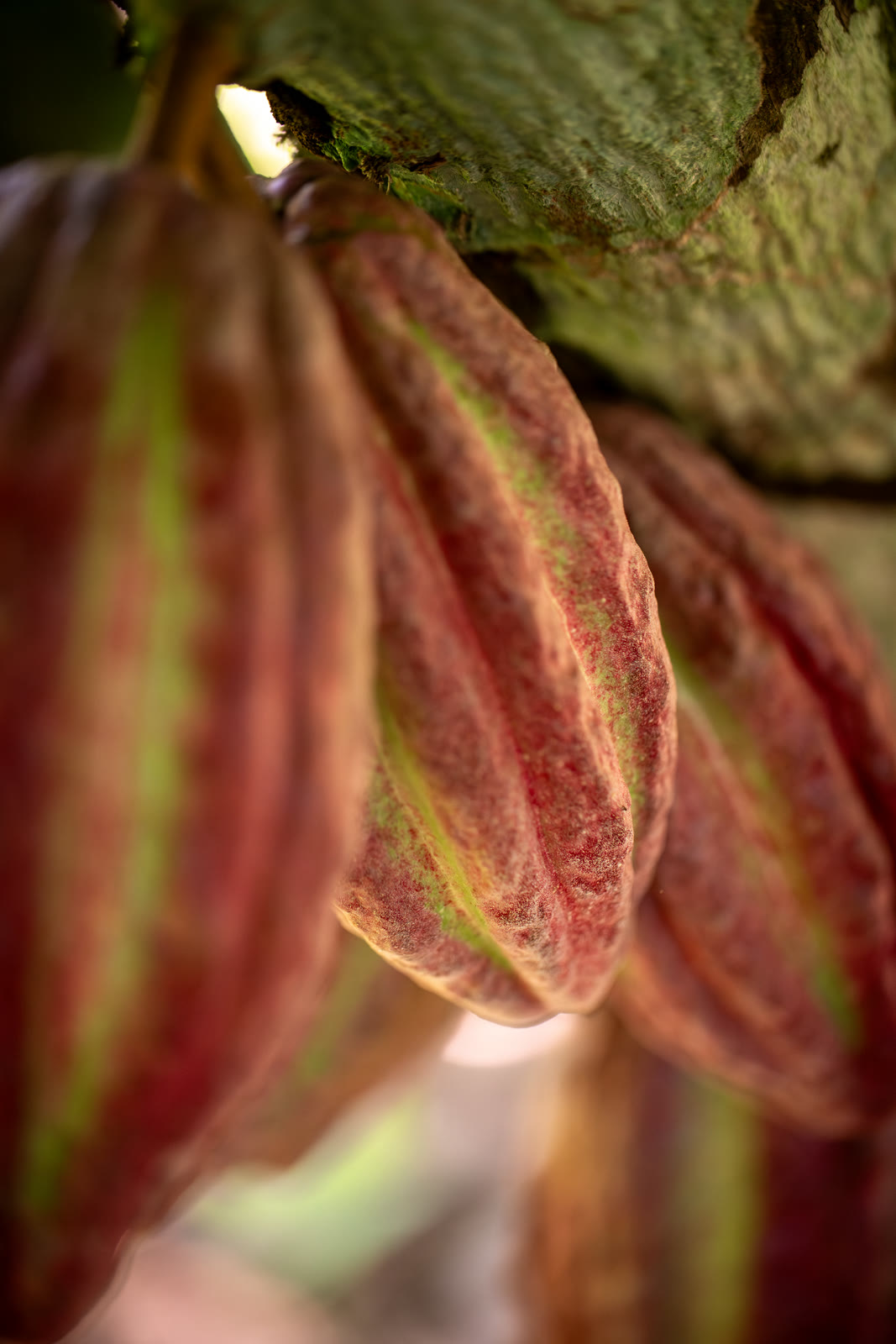 Herbal Cacao, Belice · Lachuá, Guatemala — fotografía 29 de 86, por Estudio Tul