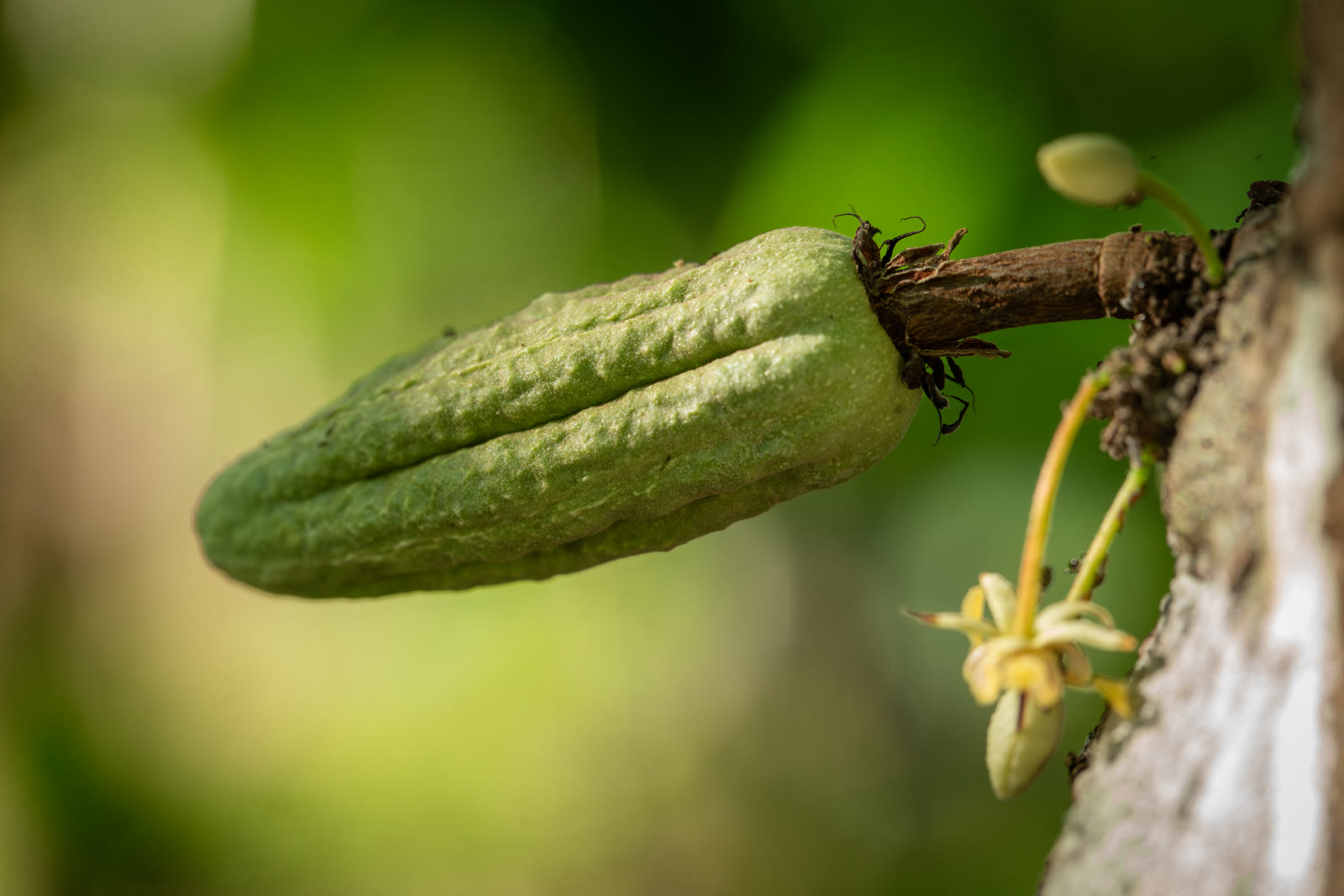 Herbal Cacao, Belice · Lachuá, Guatemala — fotografía 37 de 86, por Estudio Tul