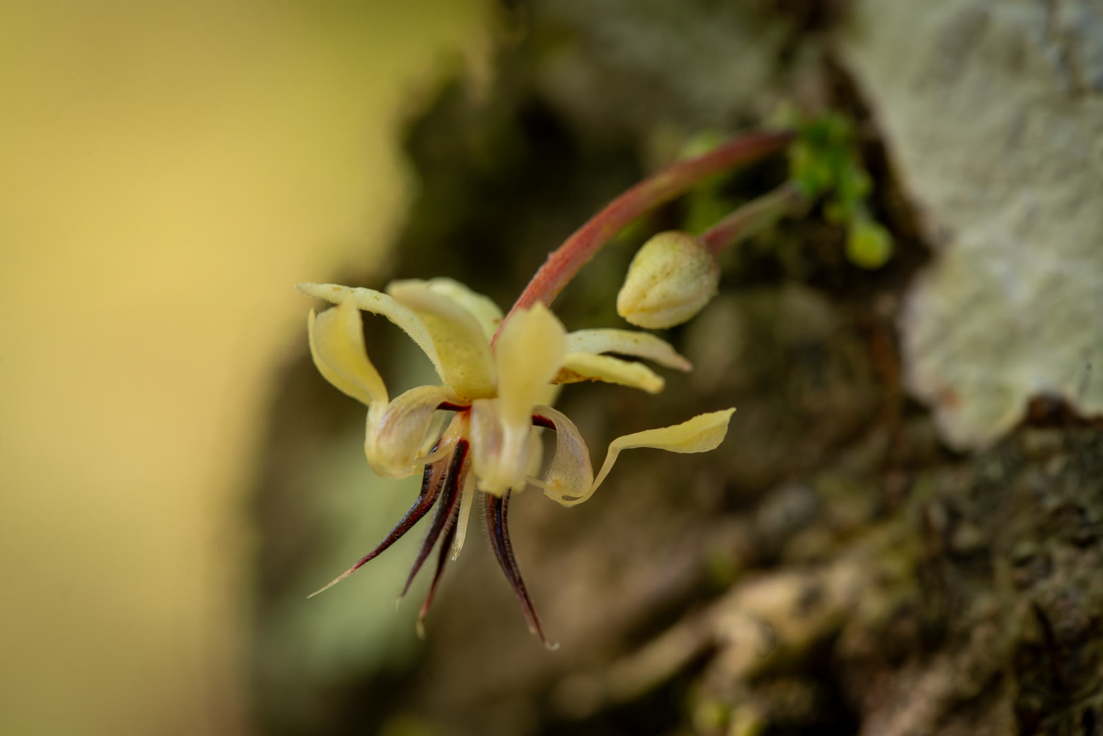 Herbal Cacao, Belice · Lachuá, Guatemala — fotografía 39 de 86, por Estudio Tul