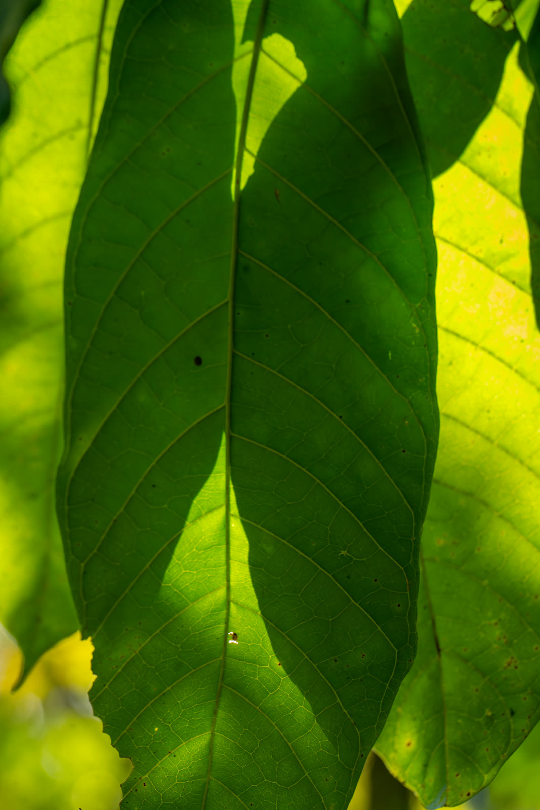 Herbal Cacao, Belice · Lachuá, Guatemala — fotografía 41 de 86, por Estudio Tul