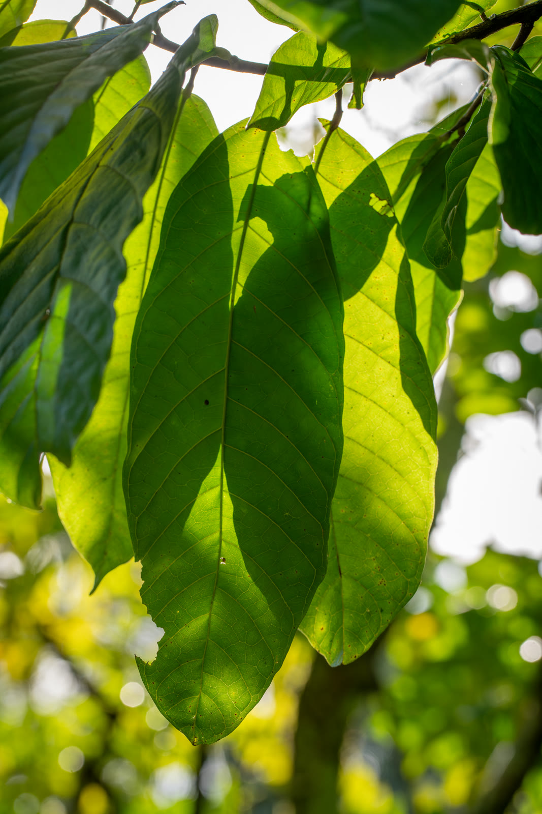 Herbal Cacao, Belice · Lachuá, Guatemala — fotografía 43 de 86, por Estudio Tul