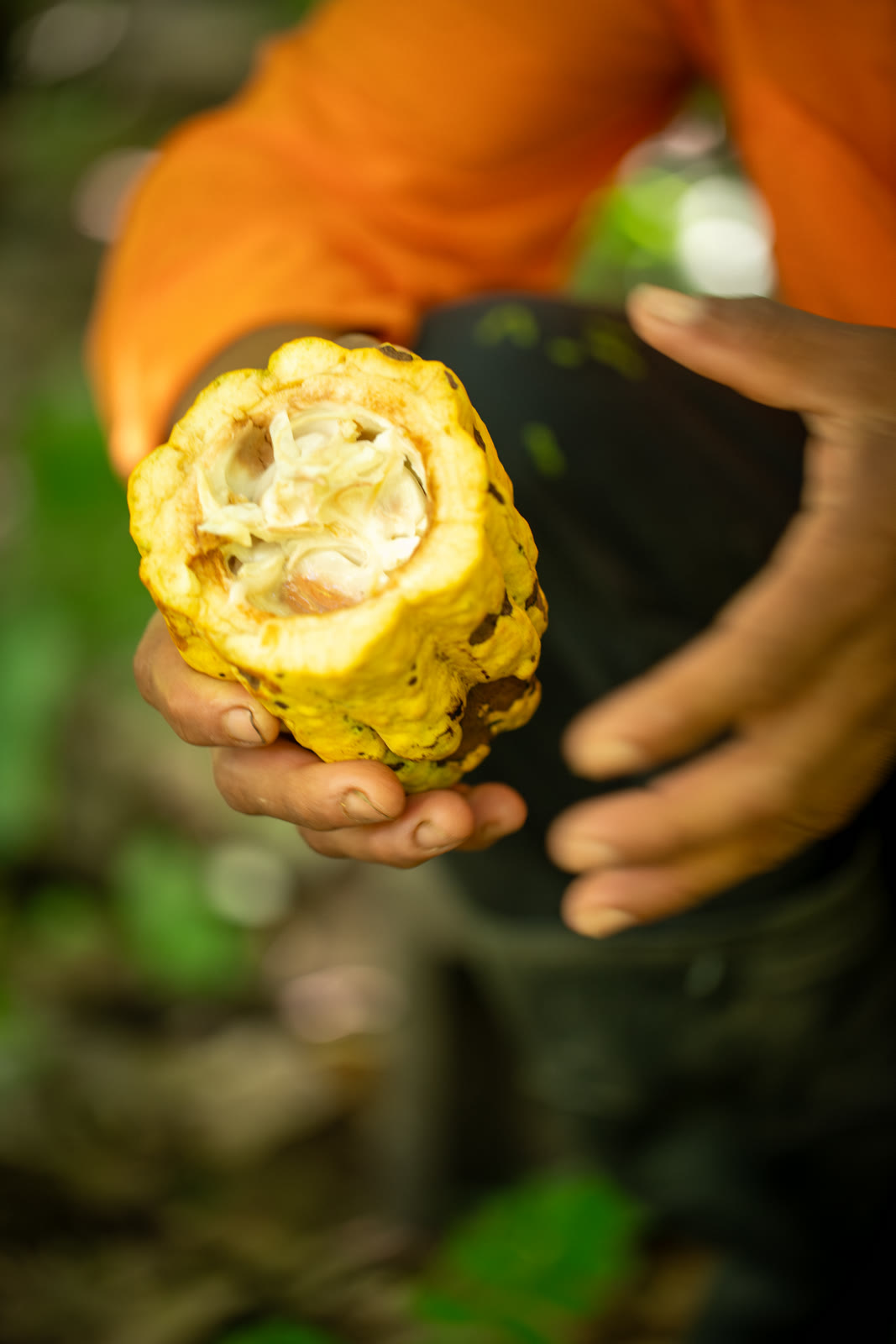 Herbal Cacao, Belice · Lachuá, Guatemala — fotografía 47 de 86, por Estudio Tul