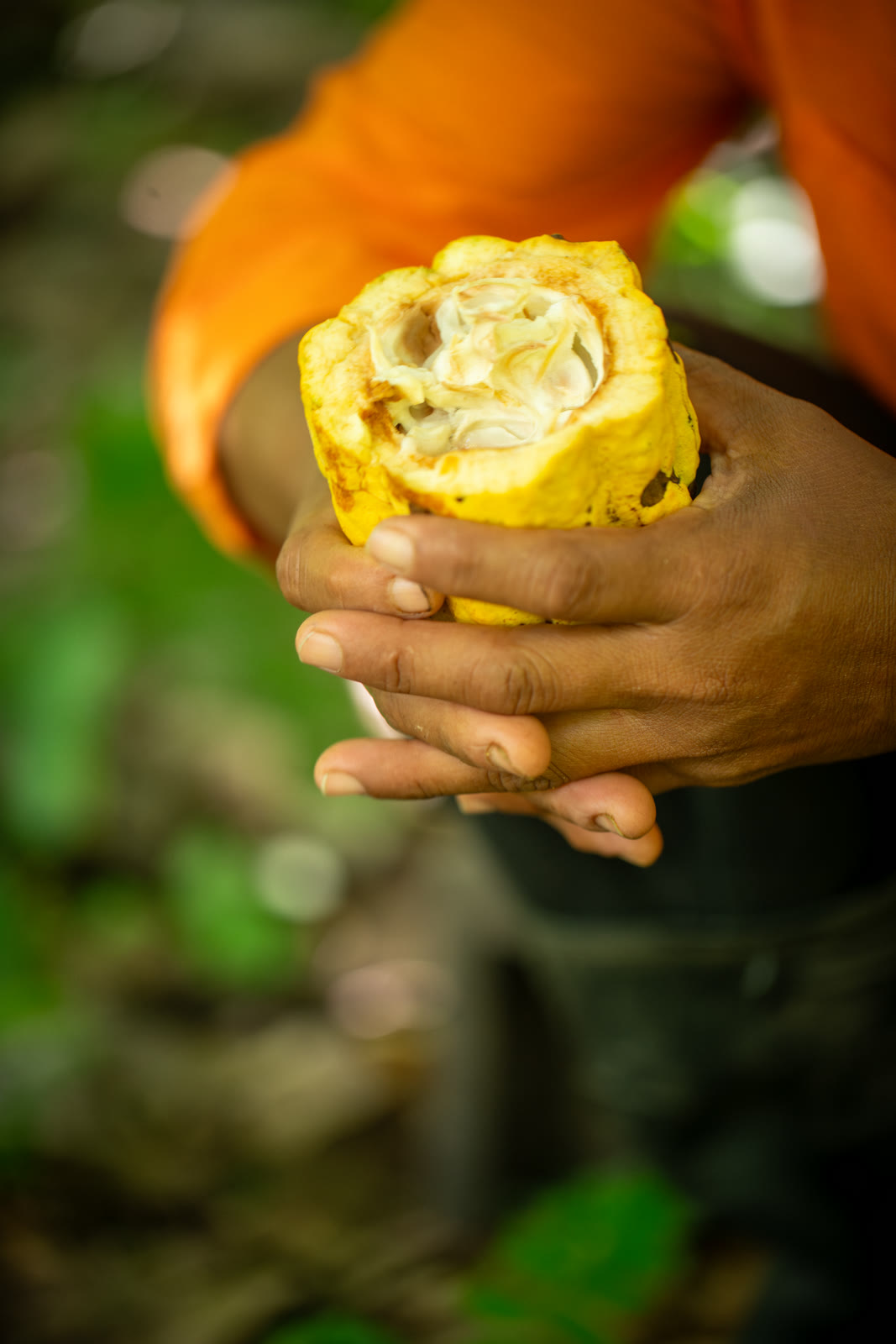 Herbal Cacao, Belice · Lachuá, Guatemala — fotografía 49 de 86, por Estudio Tul