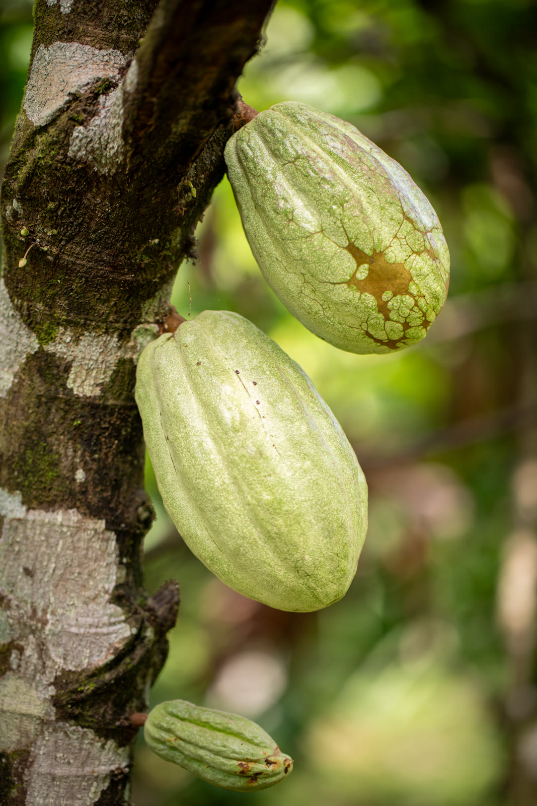 Herbal Cacao, Belice · Lachuá, Guatemala — fotografía 51 de 86, por Estudio Tul
