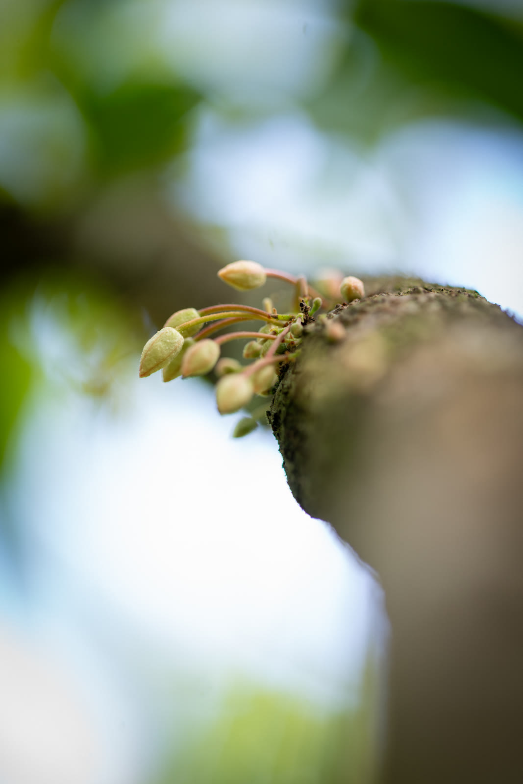 Herbal Cacao, Belice · Lachuá, Guatemala — fotografía 53 de 86, por Estudio Tul