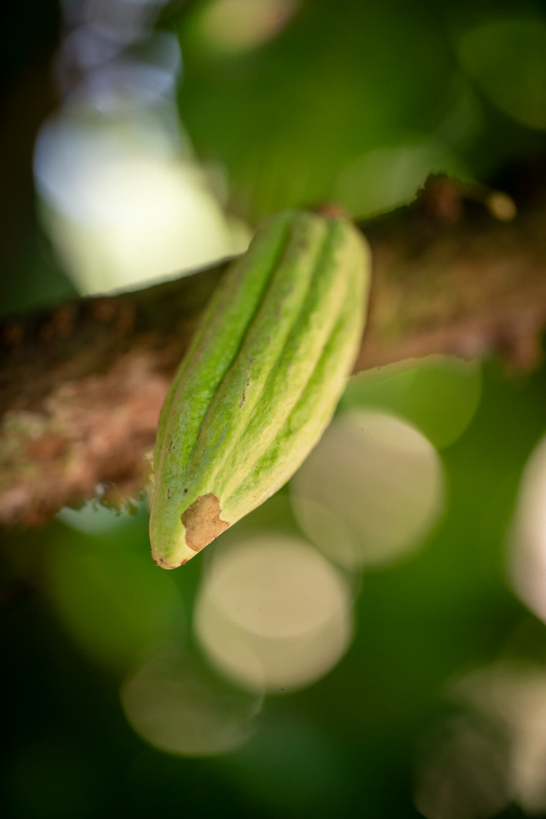 Herbal Cacao, Belice · Lachuá, Guatemala — fotografía 11 de 86, por Estudio Tul
