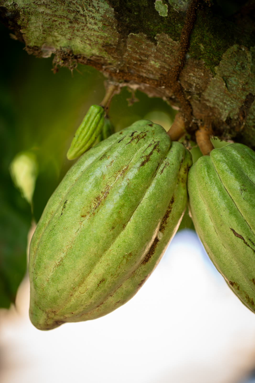 Herbal Cacao, Belice · Lachuá, Guatemala — fotografía 15 de 86, por Estudio Tul