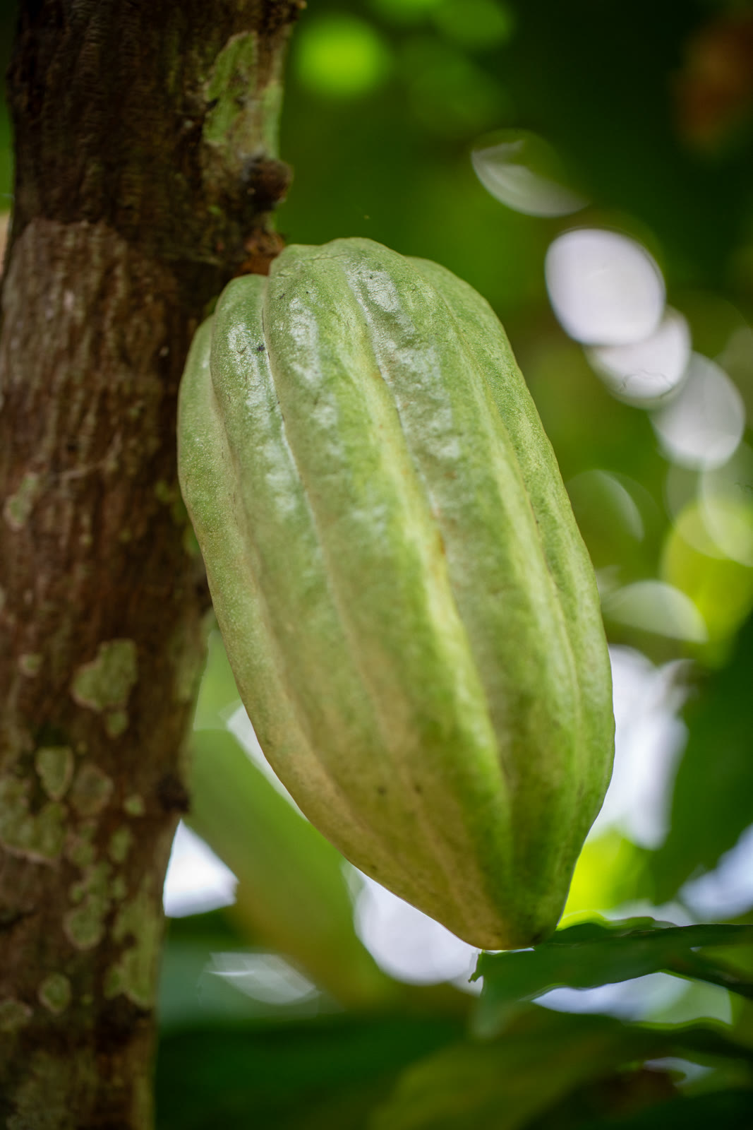 Herbal Cacao, Belice · Lachuá, Guatemala — fotografía 17 de 86, por Estudio Tul