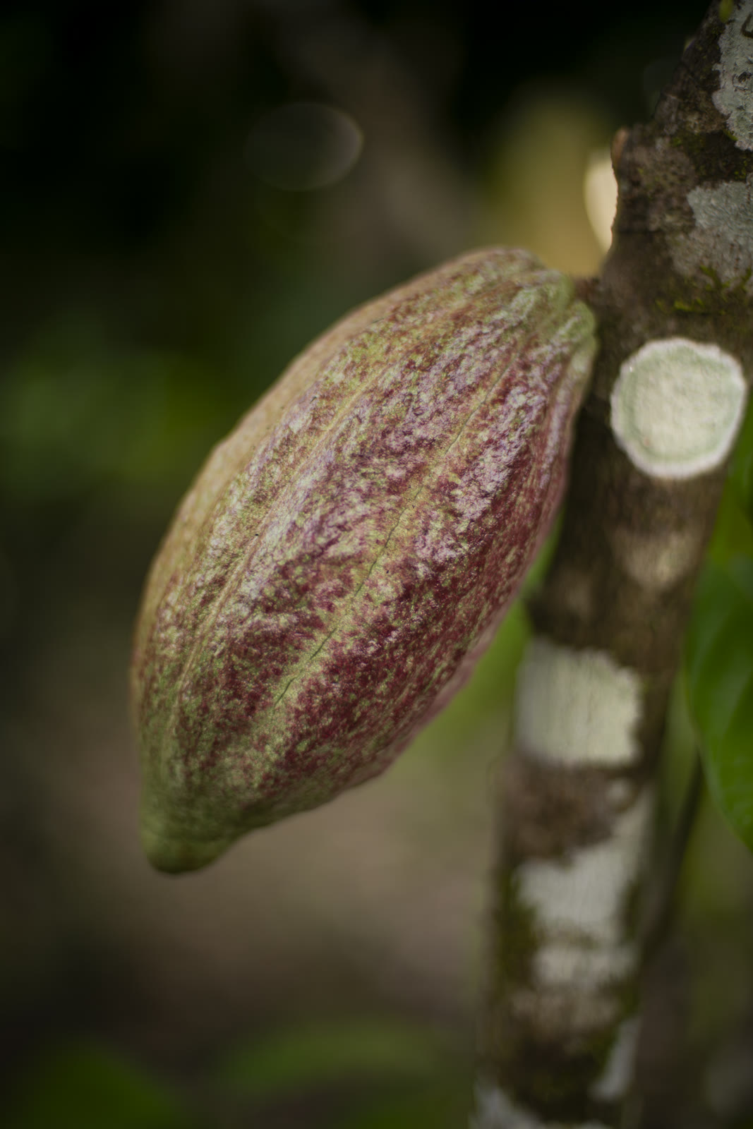 Herbal Cacao, Belice · Lachuá, Guatemala — fotografía 30 de 86, por Estudio Tul