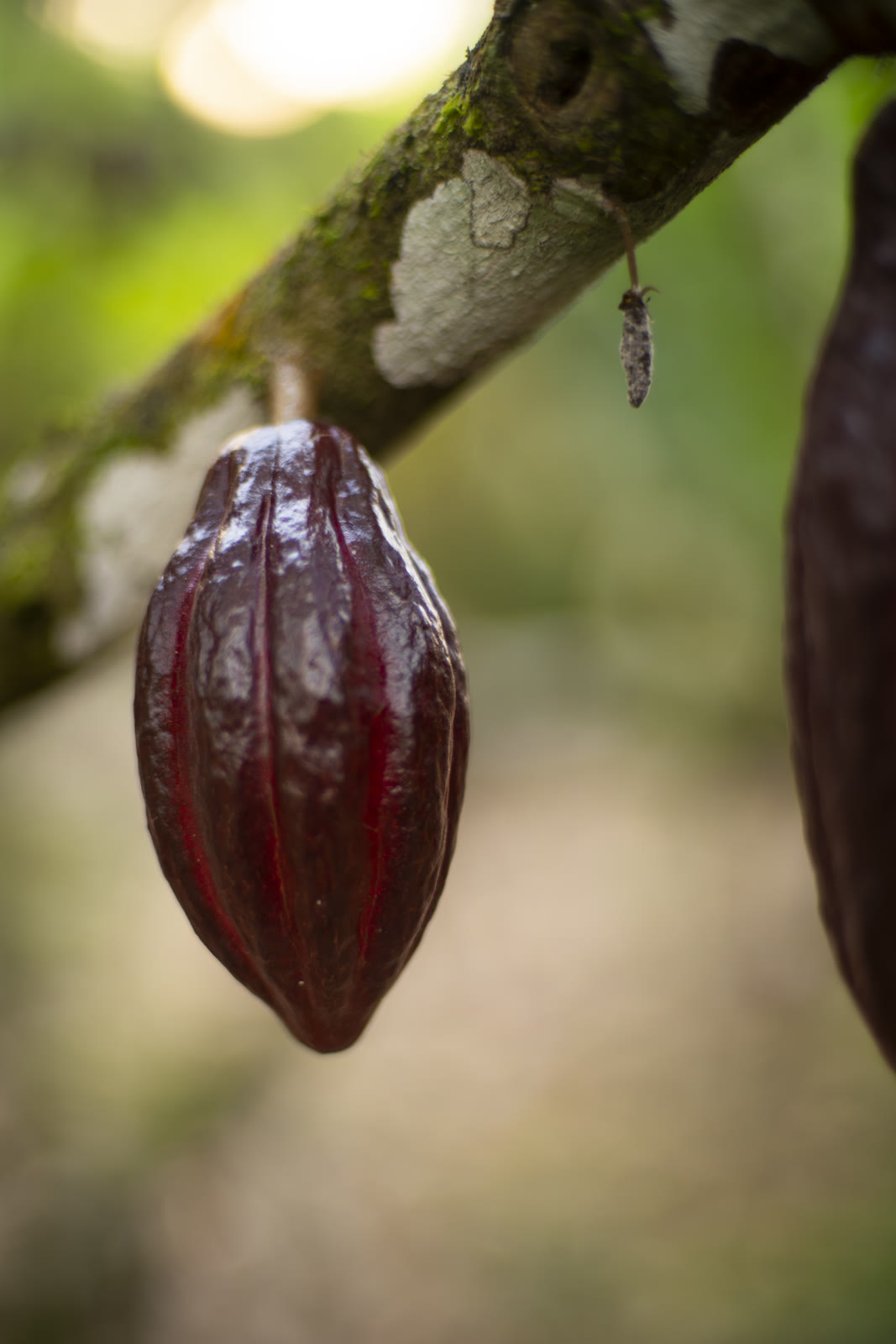 Herbal Cacao, Belice · Lachuá, Guatemala — fotografía 32 de 86, por Estudio Tul