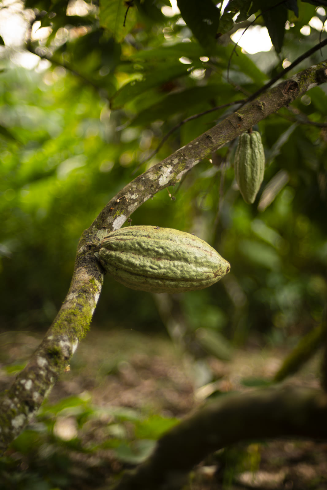 Herbal Cacao, Belice · Lachuá, Guatemala — fotografía 36 de 86, por Estudio Tul