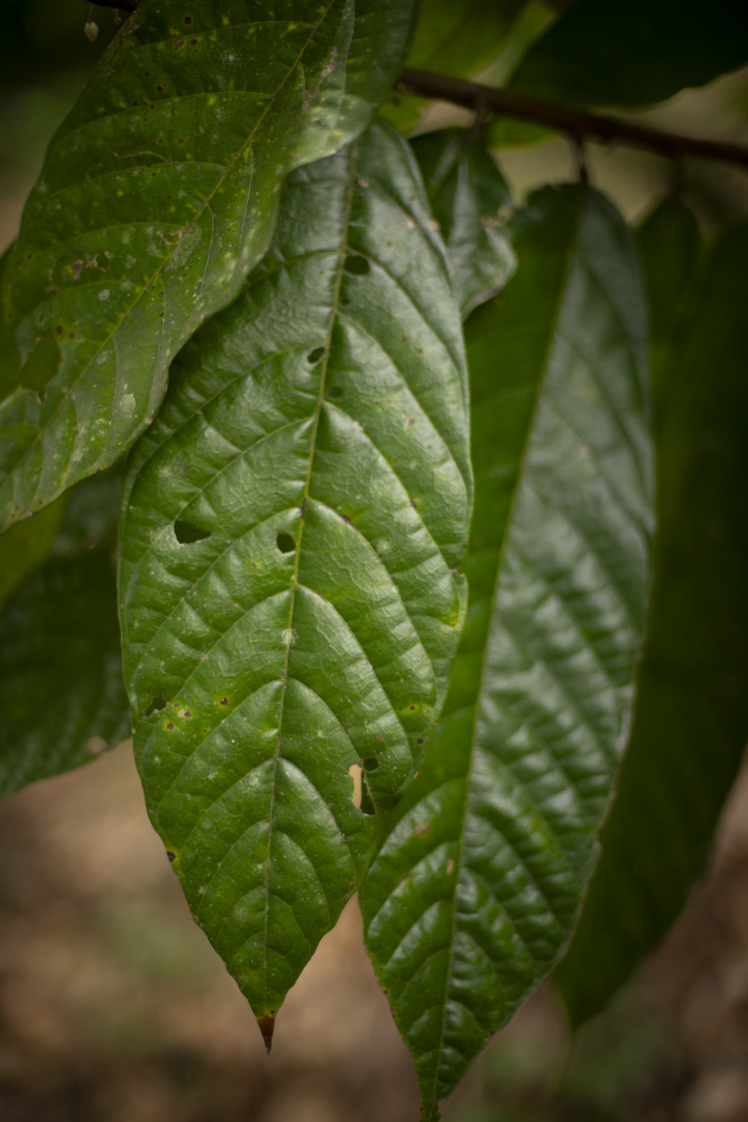Herbal Cacao, Belice · Lachuá, Guatemala — fotografía 40 de 86, por Estudio Tul