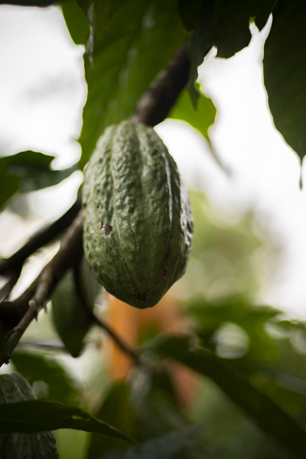 Herbal Cacao, Belice · Lachuá, Guatemala — fotografía 42 de 86, por Estudio Tul