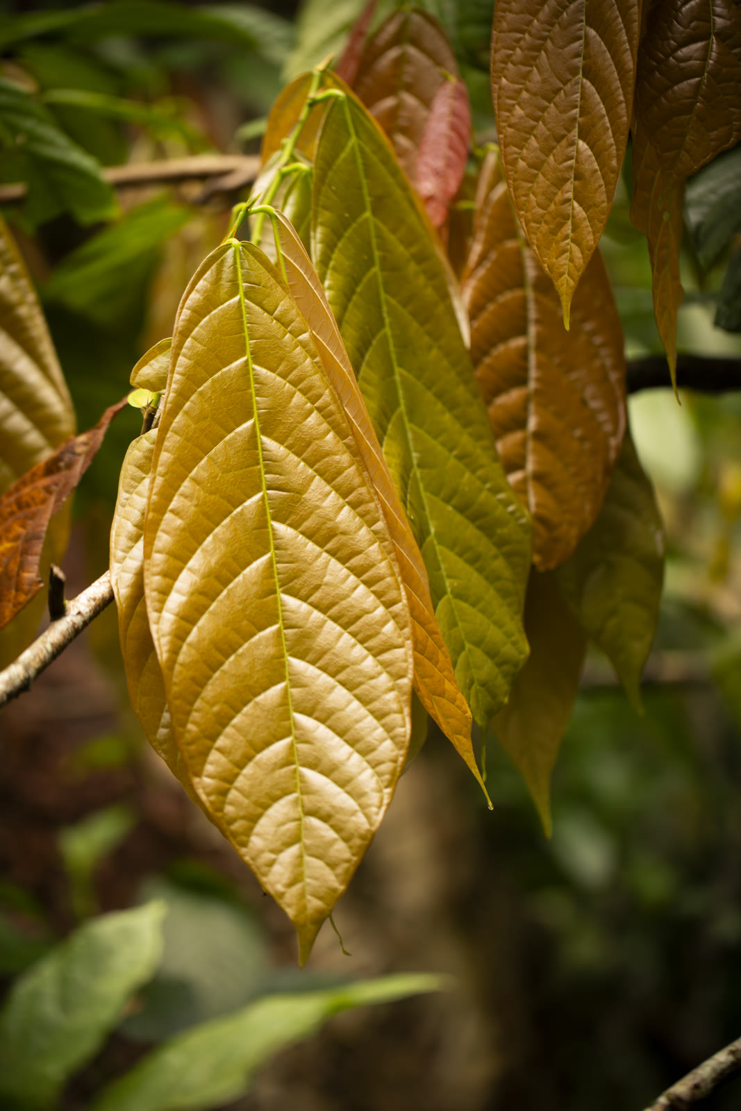 Herbal Cacao, Belice · Lachuá, Guatemala — fotografía 50 de 86, por Estudio Tul