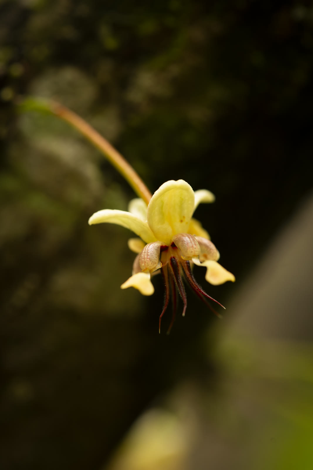 Herbal Cacao, Belice · Lachuá, Guatemala — fotografía 52 de 86, por Estudio Tul