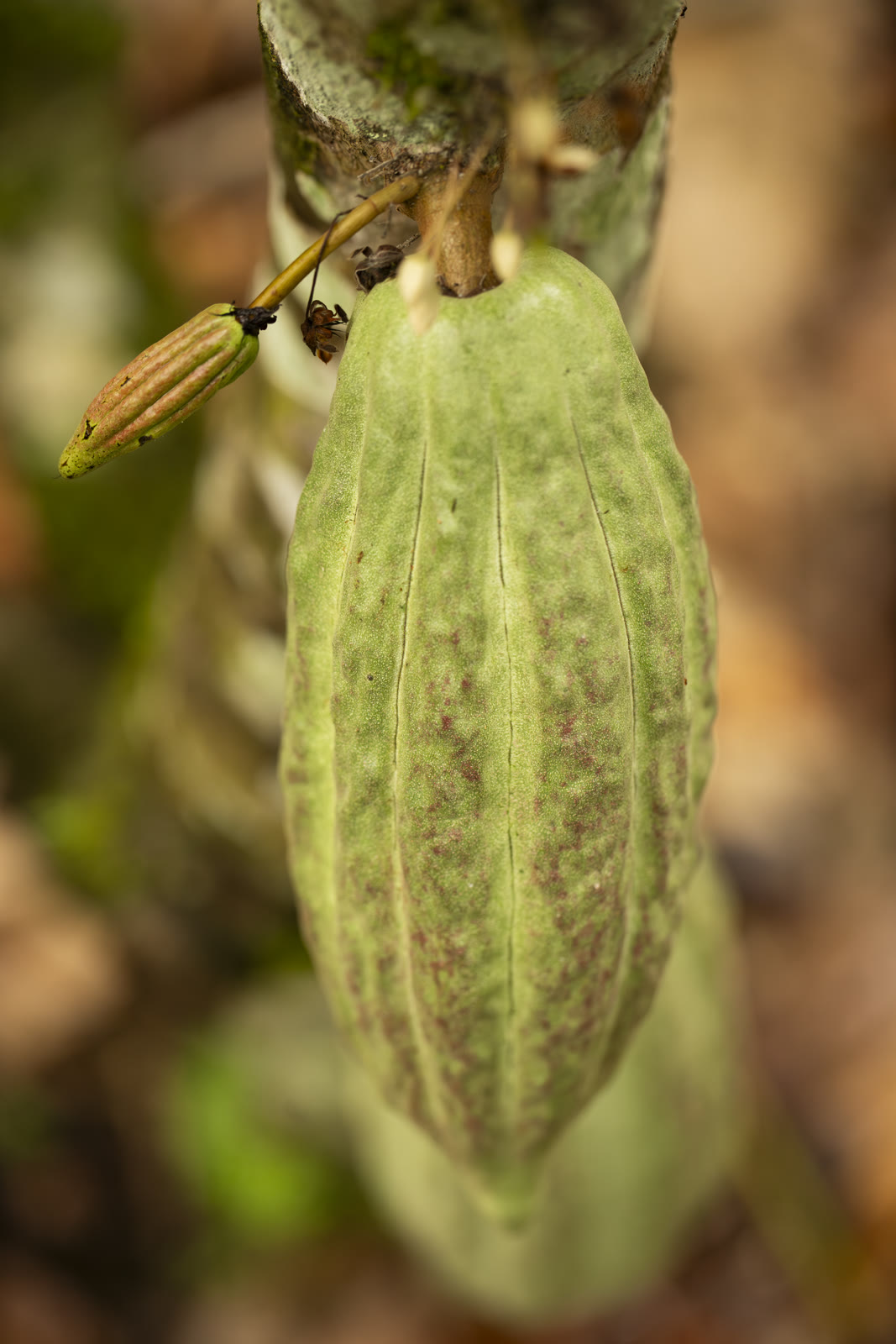 Herbal Cacao, Belice · Lachuá, Guatemala — fotografía 54 de 86, por Estudio Tul