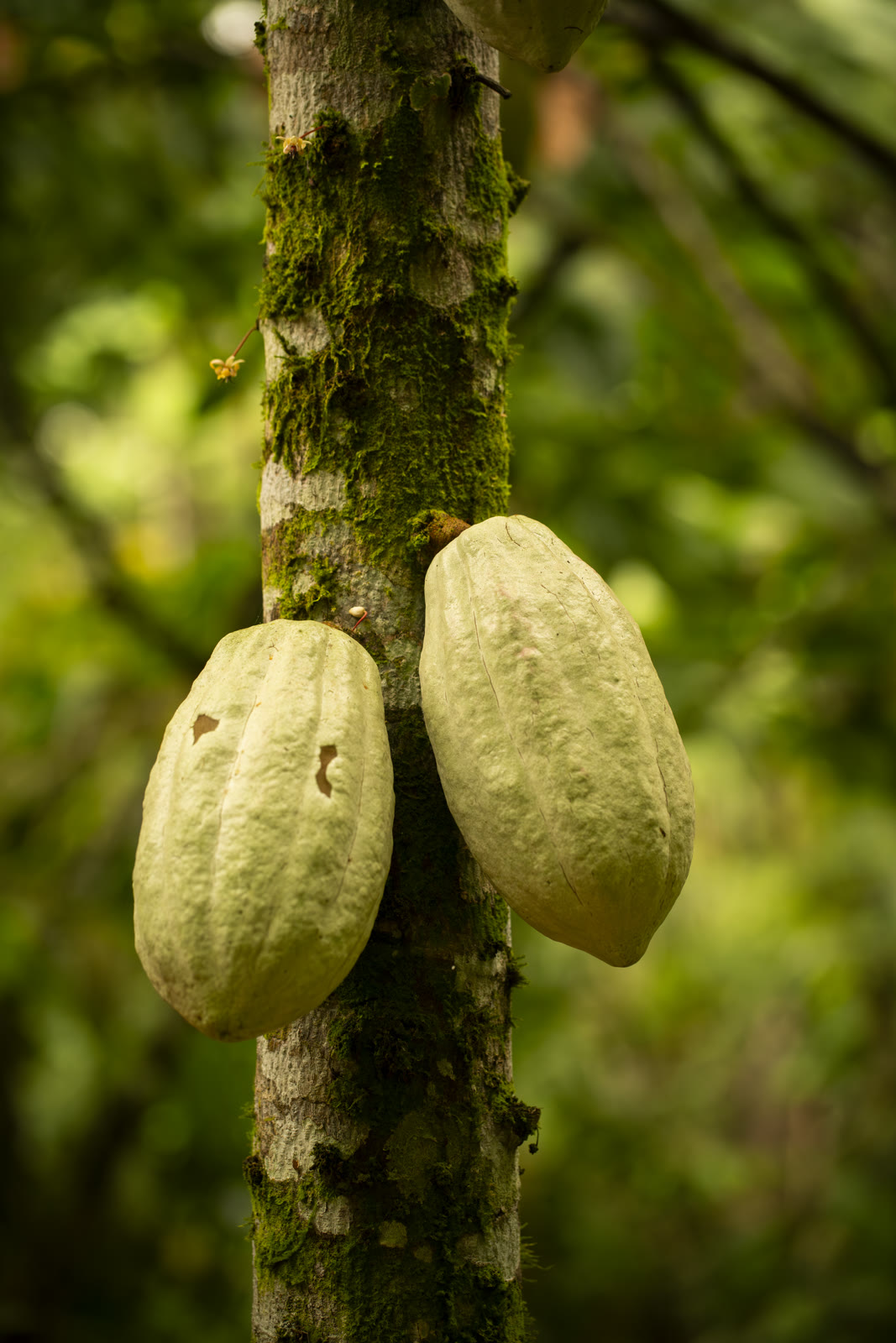 Herbal Cacao, Belice · Lachuá, Guatemala — fotografía 56 de 86, por Estudio Tul