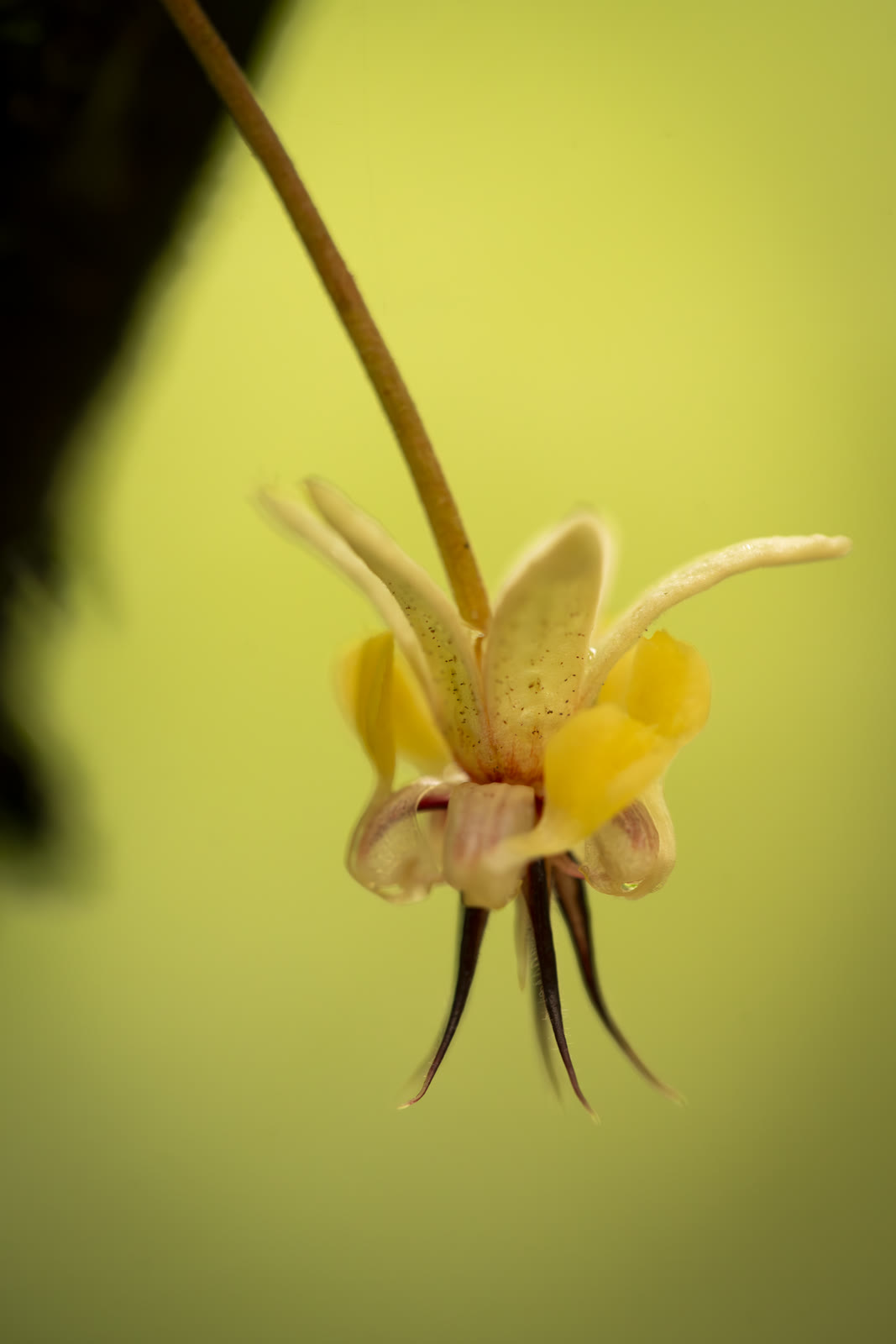 Herbal Cacao, Belice · Lachuá, Guatemala — fotografía 58 de 86, por Estudio Tul