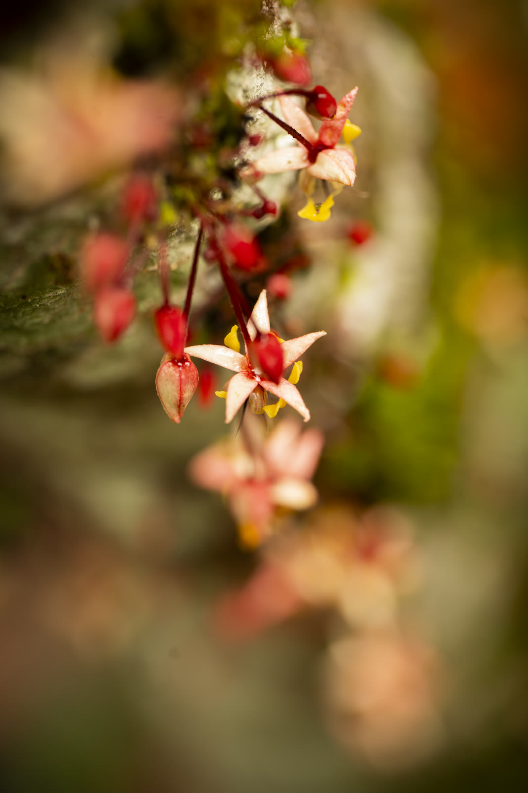 Herbal Cacao, Belice · Lachuá, Guatemala — fotografía 62 de 86, por Estudio Tul