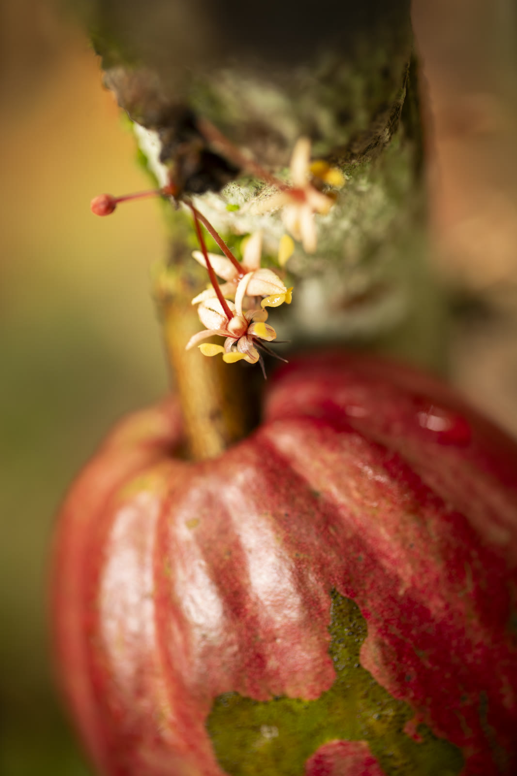 Herbal Cacao, Belice · Lachuá, Guatemala — fotografía 66 de 86, por Estudio Tul