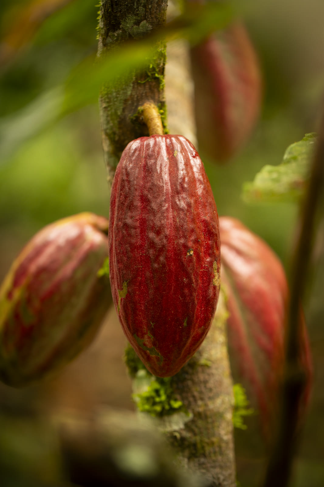 Herbal Cacao, Belice · Lachuá, Guatemala — fotografía 68 de 86, por Estudio Tul