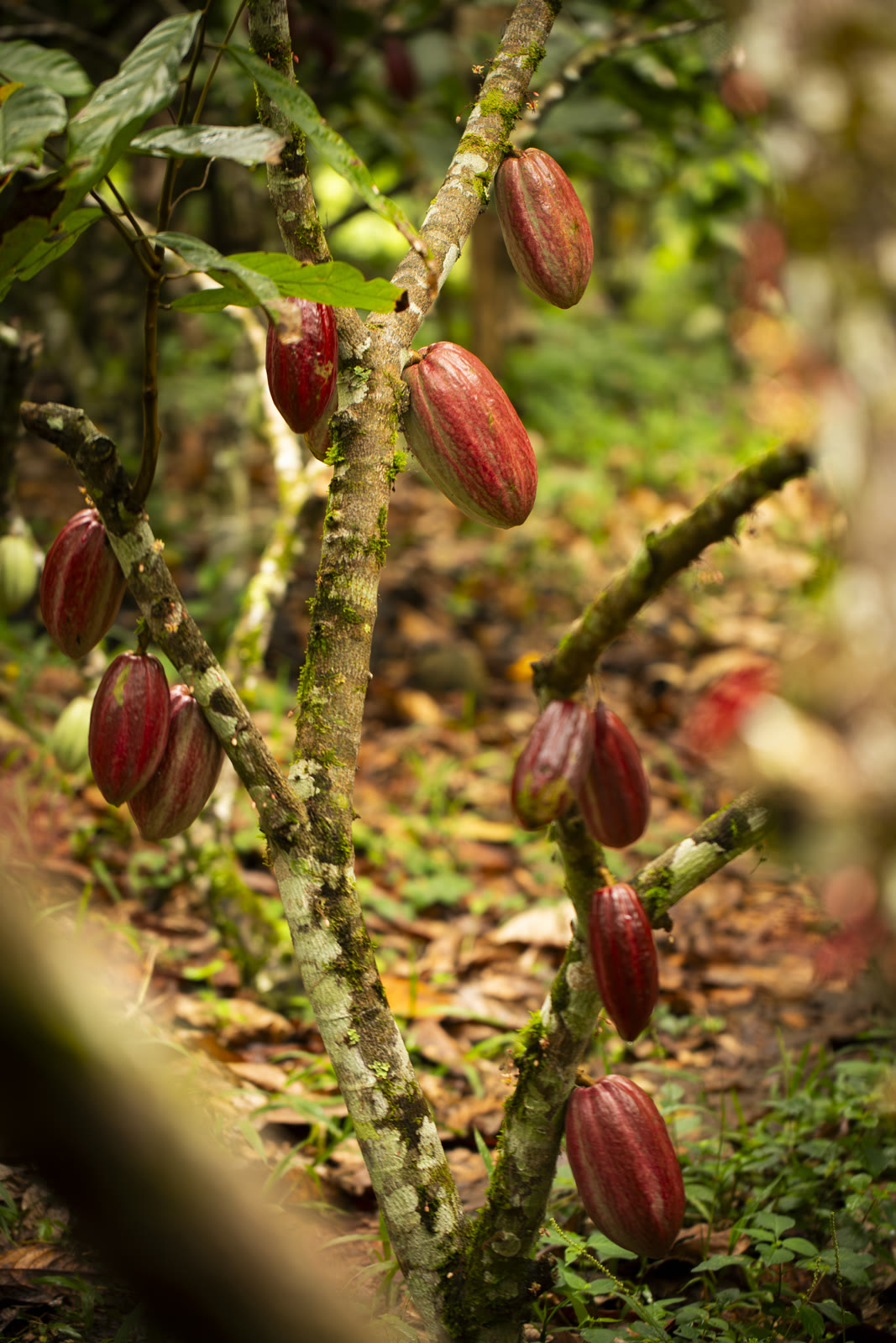 Herbal Cacao, Belice · Lachuá, Guatemala — fotografía 70 de 86, por Estudio Tul