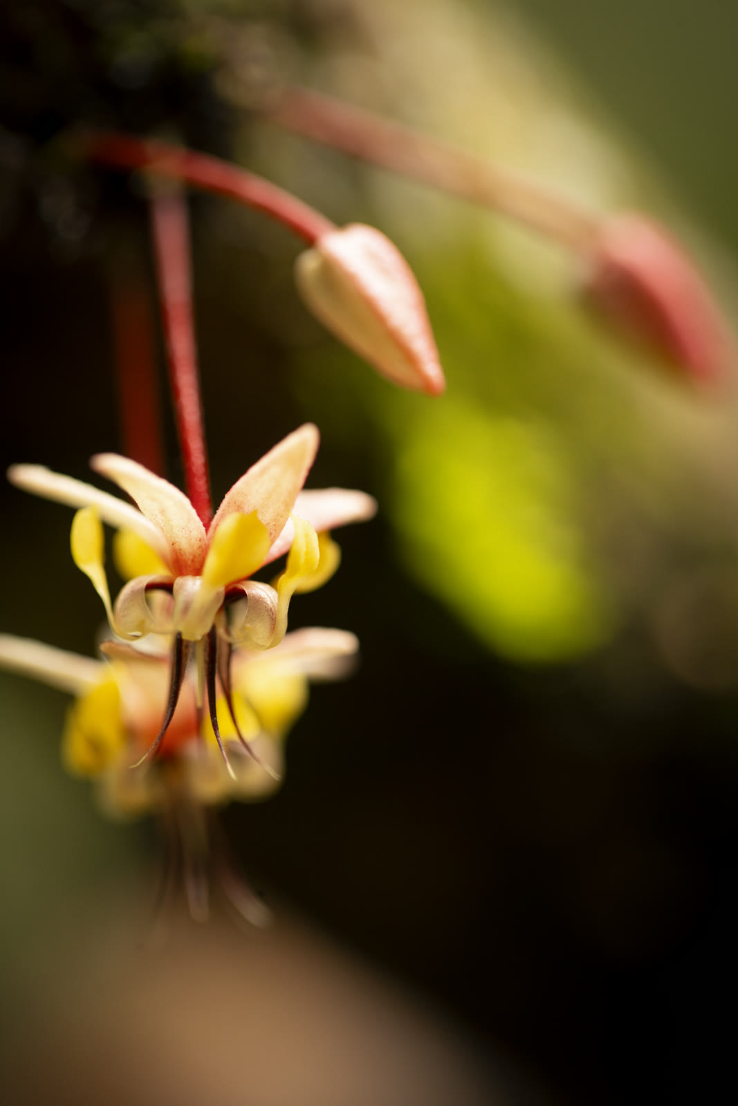 Herbal Cacao, Belice · Lachuá, Guatemala — fotografía 72 de 86, por Estudio Tul